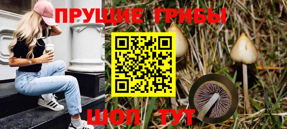 Галлюциногенные грибы Psilocybine cubensis Белово